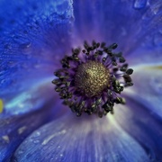 5th Apr 2025 - Purple poppy
