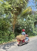 3rd Apr 2025 - Cinnamon on a moto. 