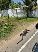 3rd Apr 2025 - Monitor lizard . 