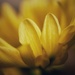 Chrysanthemum Dreams by ljmanning