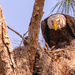 The Bald Eagle from the Other Day! by rickster549
