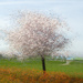 Cherry Blossoms by cdcook48