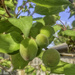 Apricots Are Blooming!
