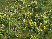 6th Apr 2025 - Cowslips on my Lawn