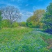 It’s bluebonnet time