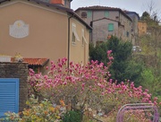 1st Apr 2025 - A Mighty Magnolia