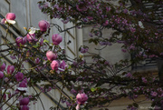 2nd Apr 2025 - Magnolia