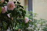 3rd Apr 2025 - Camellia