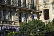 3rd Apr 2025 - wisteria