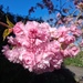 Cherry Blossom  by 365projectorgjoworboys