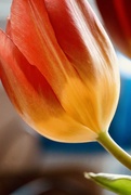 6th Apr 2025 - Tulip