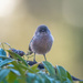 Bushtit