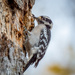 Downy Woodpecker 