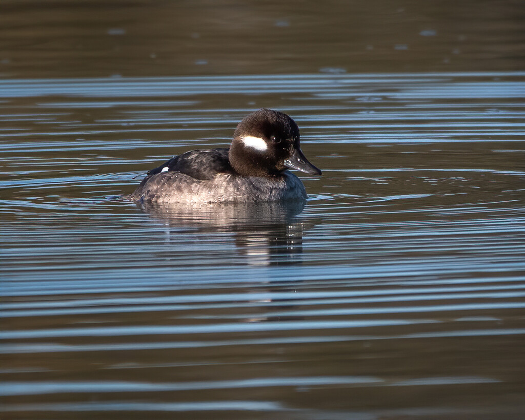 Bufflehead by nicoleweg