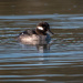 Bufflehead