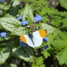 Mr Orange Tip