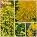Yellow for Spring by photogypsy