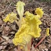 Ron uncovered his rhubarb 