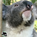 yes I am close this time by koalagardens