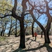 Through the trees  by boxplayer
