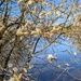 Goat willow 