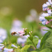 A flying bee! by librarymom