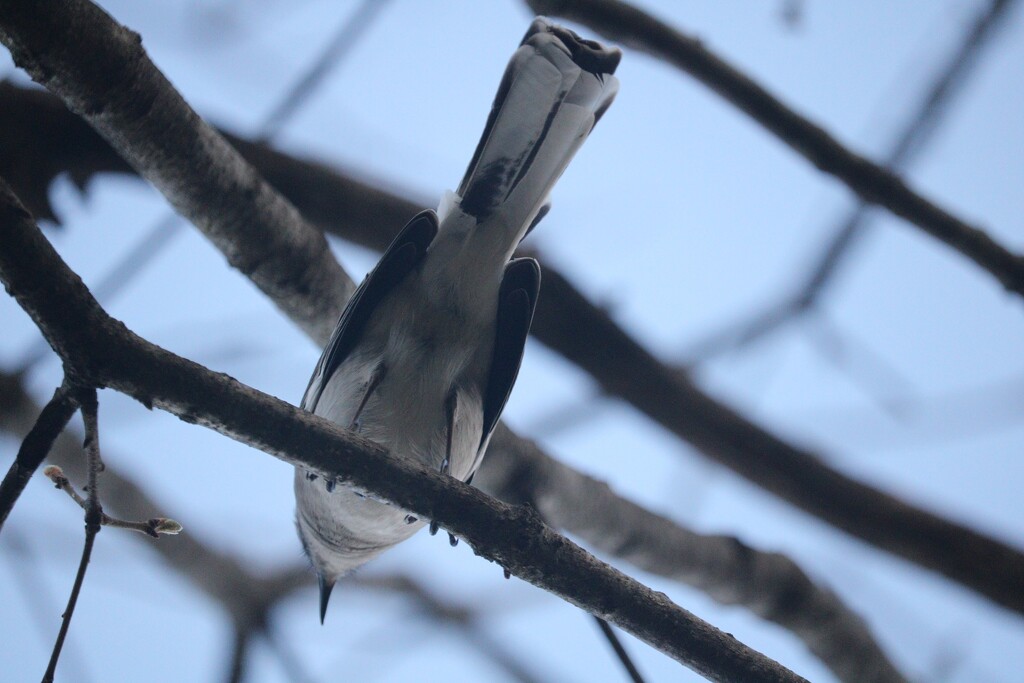 A mockingbird from a different perspective by librarymom