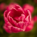 Tulip by haskar