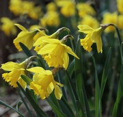 6th Apr 2025 - For the Spring Seekers