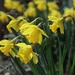 For the Spring Seekers by 365projectorgheatherb