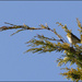 6 - Whitethroat