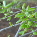New leaves on the Live Oak...