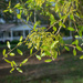 Live Oak Catkins...