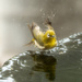 Japanese White Eye Taking a Bath with reflection  by jgpittenger