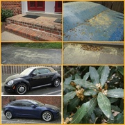 7th Apr 2025 - Pollen Days