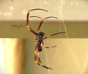 7th Apr 2025 - Golden Orb Weaving Spider ~