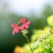 Lone Flower