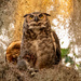 Great Horned Owl Mom! by rickster549