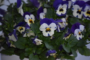 6th Apr 2025 - Spring Flowers