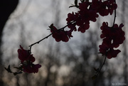 4th Apr 2025 - contre-jour