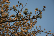5th Apr 2025 - cherry tree