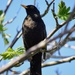 Blackbird in the sun  by dragey74