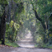 Into the Forest by danette