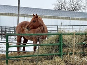 7th Apr 2025 - Horse and Hay
