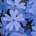Phlox by k9photo