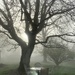 Foggy morning by tunia