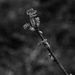 Currant budding by darchibald