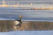 7th Apr 2025 - Graylag goose