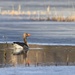 Graylag goose by okvalle