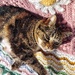 Contented Cat by 30pics4jackiesdiamond